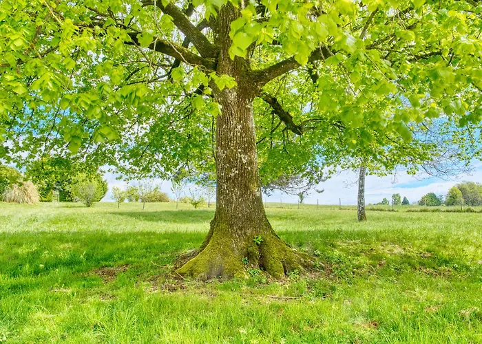 Plantivel, La Maison Allemans